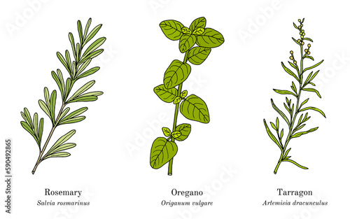 Collection of culinary herbs and spices