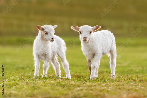 Obraz na płótnie Little baby sheeps in summer. Farm animals. w salonie