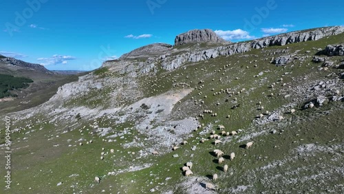 Flock of sheep in the hanging syncline of Peña Amaya in the town of Amaya. World geological heritage by UNESCO. Las Loras Geopark. Burgos. Castile and Leon. Spain, Europe photo