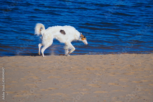 white greyhound dog on the sand near the water 