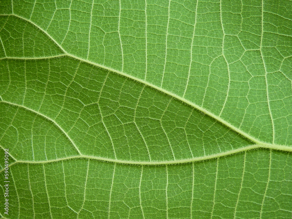 green leaf texture ( teak leaf ) green leaf texture ( teak leaf )