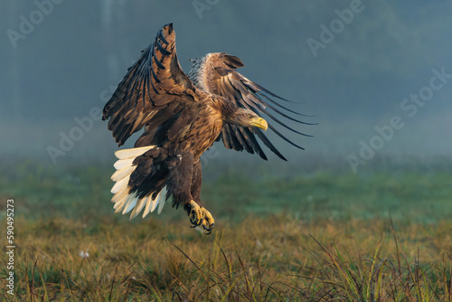 Eagle flying. White tailed eagles (Haliaeetus albicilla) flying at a field in the forest of Poland searching for food on a foggy autumn morning.