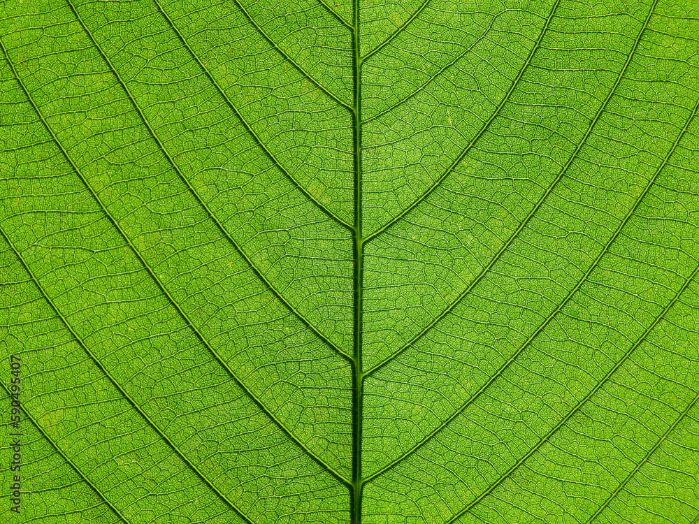 green leaf texture for any background green leaf texture for any background