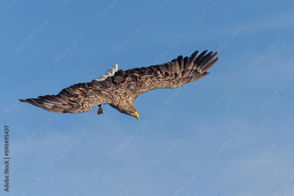 Fototapeta premium White Tailed Eagle (Haliaeetus albicilla), also known as Eurasian sea eagle and white-tailed sea-eagle. The eagle is flying to catch a fish in the delta of the river Oder in Poland, Europe.