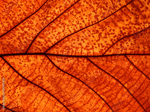 macro shot autumn leaf texture   teak leaf  