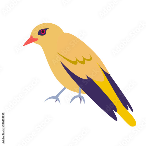 bird african golden oriole illustration