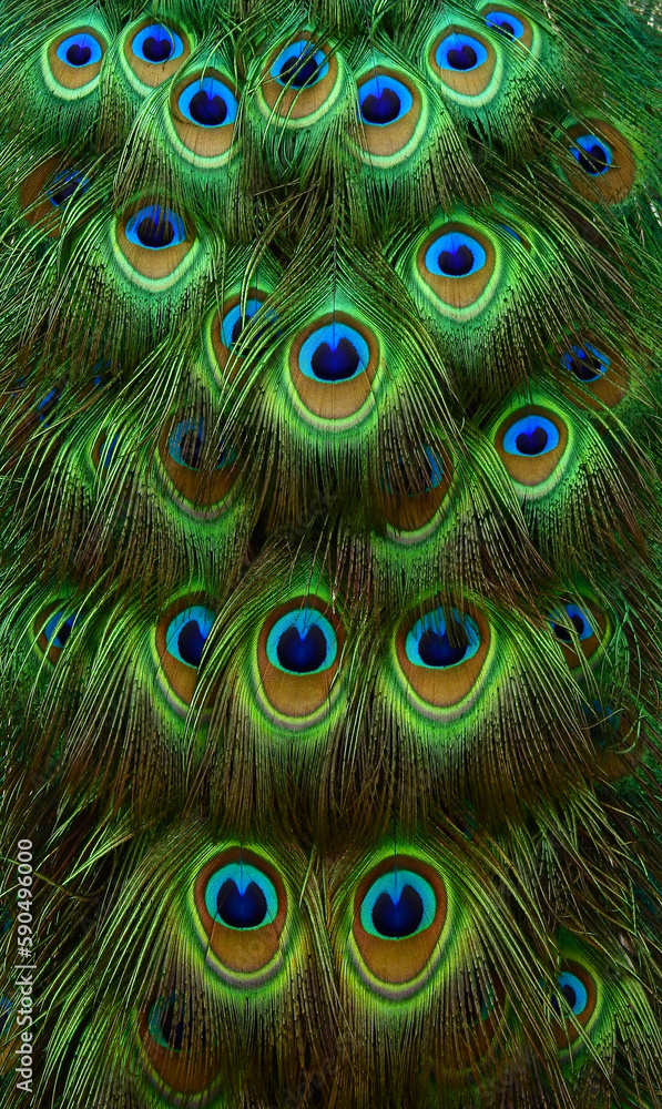 Obraz premium close up Peacock feathers of tail texture
