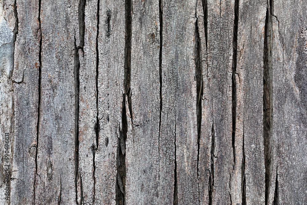 Tree bark texture . Nature background. Background and texture. Tree bark texture . Nature background. Background and texture.