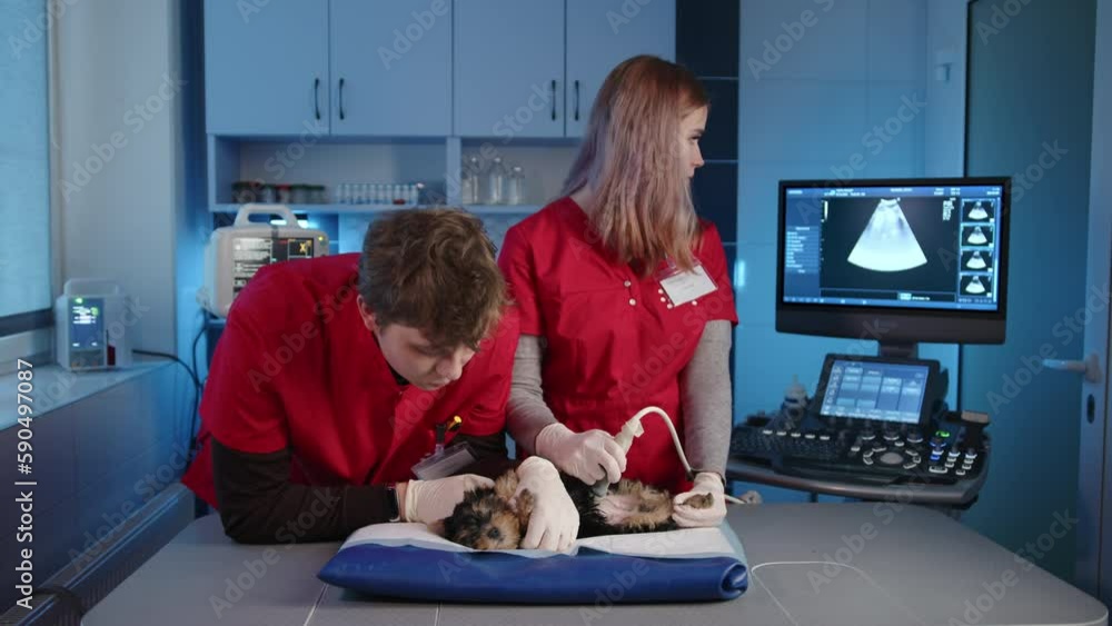 Young male and female vets do ultrasound of Yorkshire terrier in specialized office. The female