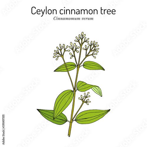 Ceylon cinnamon tree, Cinnamomum verum, spice and medicinal plant,