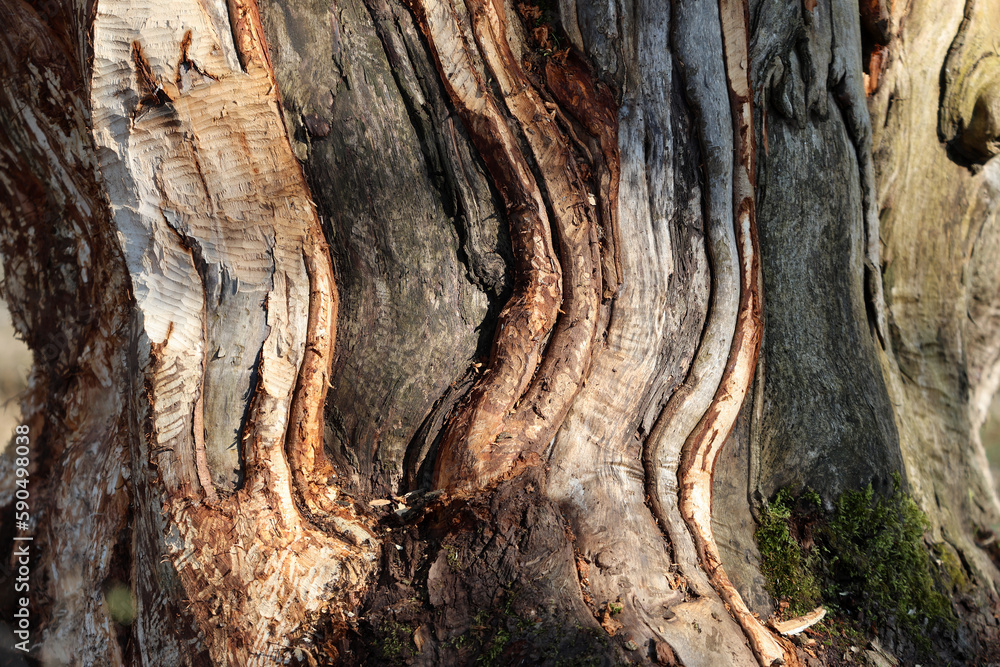 Massive beaver damage in trees with bitemarks where the animal is chewing the bark off, Augsburg district, Bavaria, Germany, river Lech Massive beaver damage in trees with bitemarks where the animal is chewing the bark off, Augsburg district, Bavaria, Germany, river Lech
