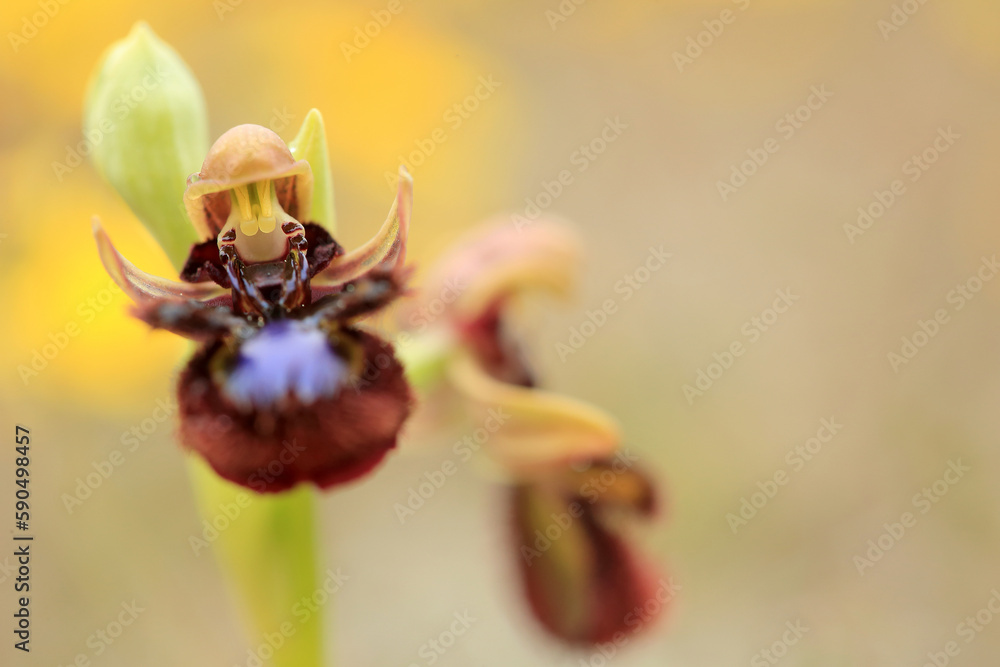 The Mirror Orchid (Ophrys speculum) on a xerothermic grassland in the Peloponnese (Greece)
