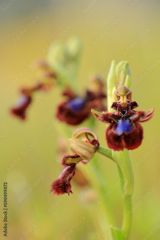The Mirror Orchid (Ophrys speculum) on a xerothermic grassland in the Peloponnese (Greece)