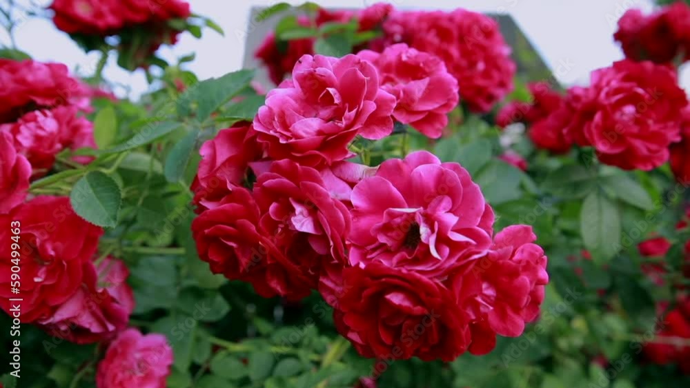 Beautiful fresh roses in nature. Natural background, large inflorescence of roses on a garden bush. Beautiful fresh roses in nature. Natural background, large inflorescence of roses on a garden bush.