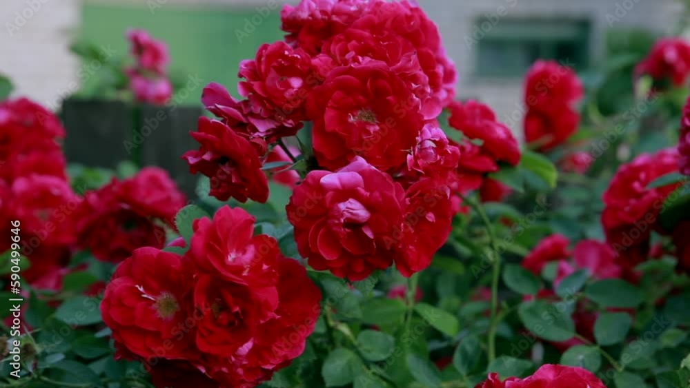 Beautiful fresh roses in nature. Natural background, large inflorescence of roses on a garden bush. Beautiful fresh roses in nature. Natural background, large inflorescence of roses on a garden bush.