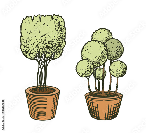 The sketch is hand-drawn with two tub plants, the bonsai is geometrically lean. Garden art. Vector.