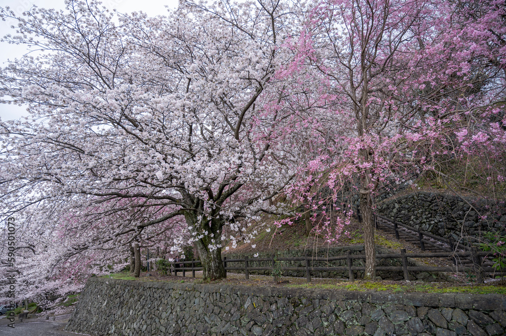 桜