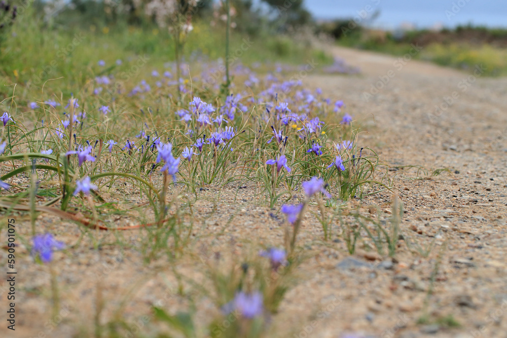The Barbary nut (Moraea sisyrinchium, syn. Gynandriris sisyrinchium) on a xerothermic grassland in the Peloponnese (Greece)