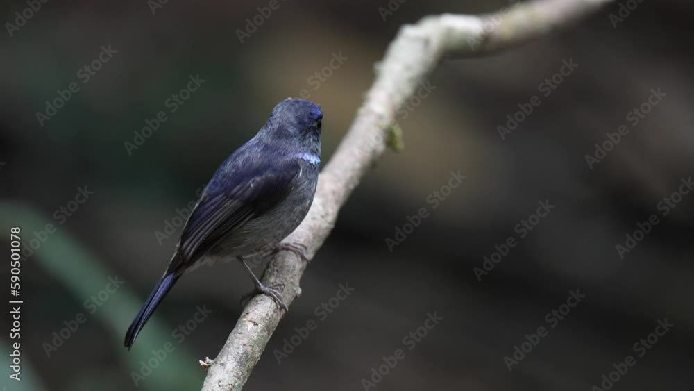 Niltava macgrigoriae male ,Bird watching in forest Niltava macgrigoriae male ,Bird watching in forest