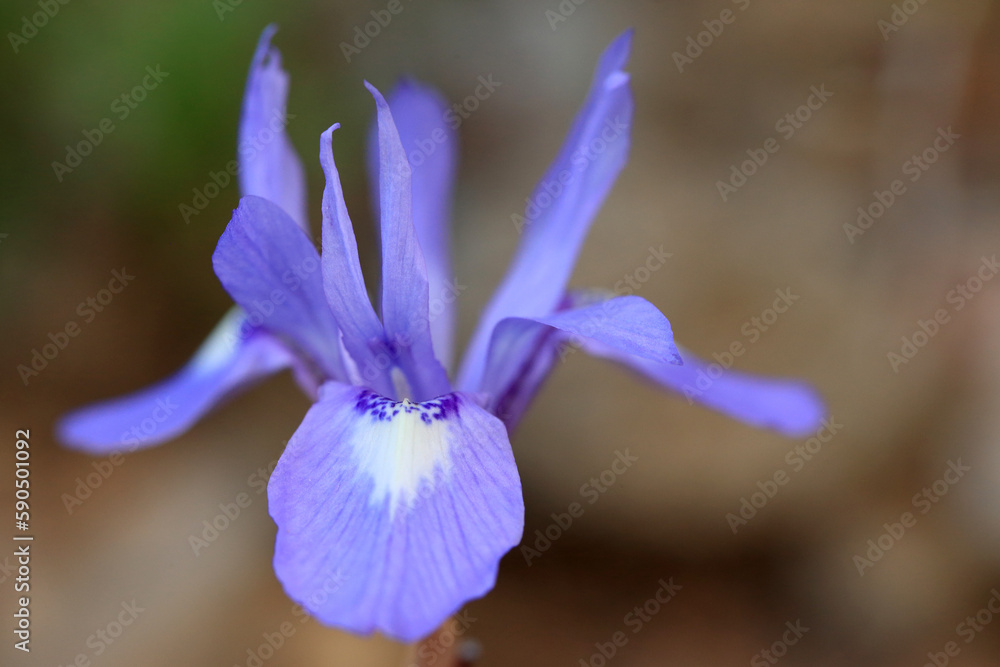 The Barbary nut (Moraea sisyrinchium, syn. Gynandriris sisyrinchium) on a xerothermic grassland in the Peloponnese (Greece)
