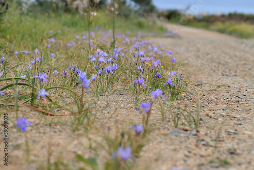Obraz na płótnie The Barbary nut (Moraea sisyrinchium, syn. Gynandriris sisyrinchium) on a xerothermic grassland in the Peloponnese (Greece) w salonie