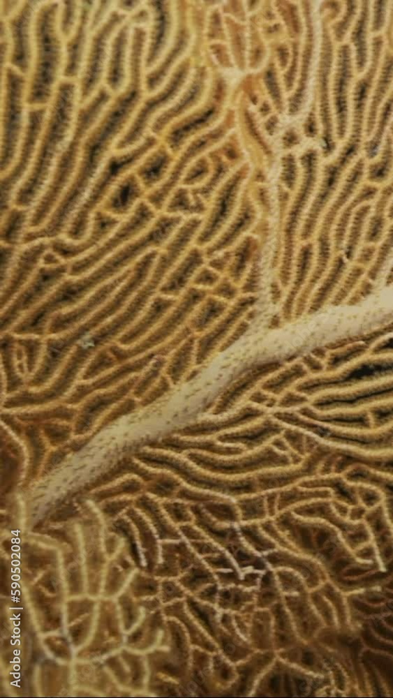 Close up of soft coral Giant Gorgonian or Sea fan (Subergorgia mollis) in a coral garden at sea depth Close up of soft coral Giant Gorgonian or Sea fan (Subergorgia mollis) in a coral garden at sea depth