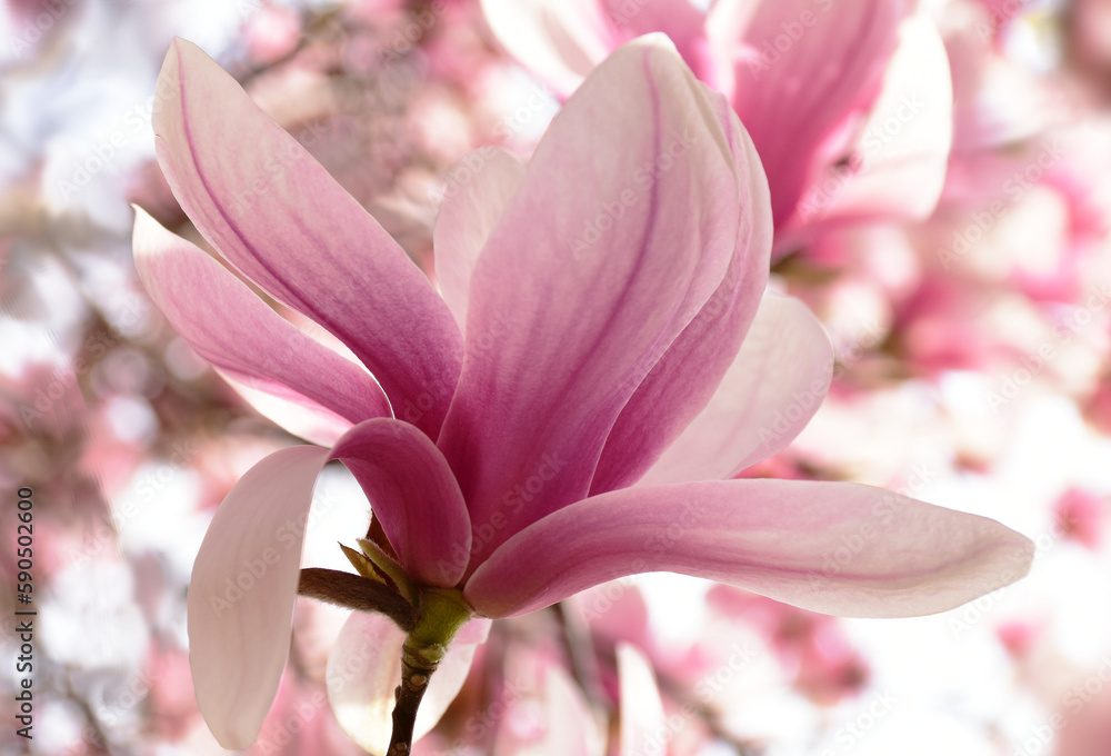 beautiful pink magnolia flower macro. large fragile petals.  dense soft foliage in the background. spring freshness. blurred soft background. beauty in nature. selective focus 