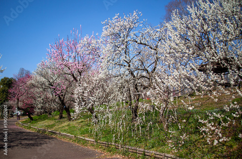 青空に映える満開の梅｜府中市郷土の森公園「梅まつり」 