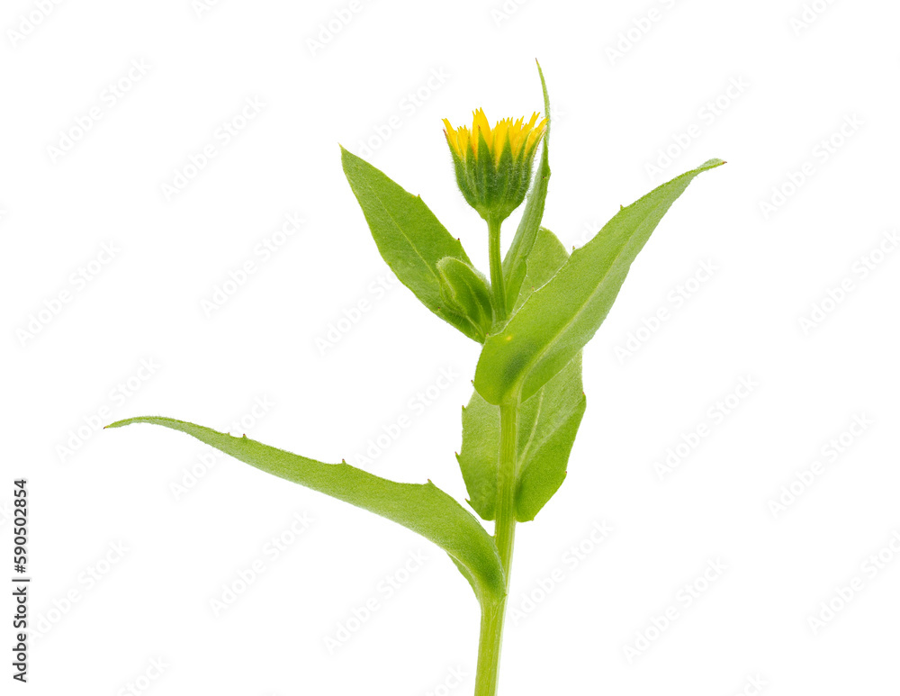Fototapeta premium Field marigold isolated on white background, Calendula arvensis