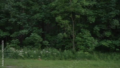 Slow motion driving plate side view of mixed forest in summer smooth ride photo