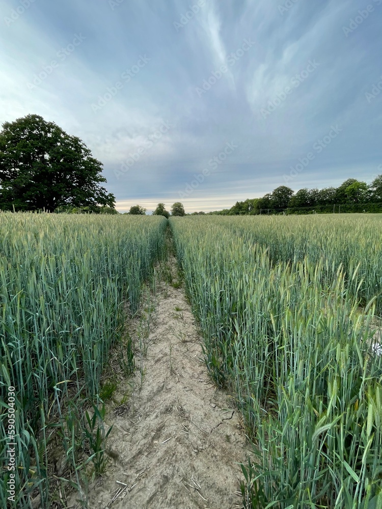Obraz premium a road in a wheat field