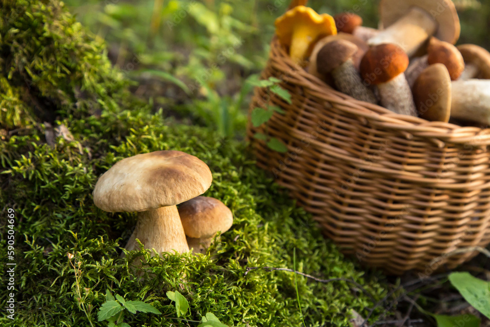 Edible porcini wild mushrooms growing in moss in forest closeup. Mushrooms in the basket Edible porcini wild mushrooms growing in moss in forest closeup. Mushrooms in the basket