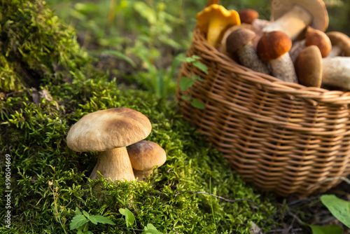 Edible porcini wild mushrooms growing in moss in forest closeup. Mushrooms in the basket 