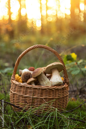 Edible mushrooms porcini in the wicker basket in grass in forest in sunligh close up