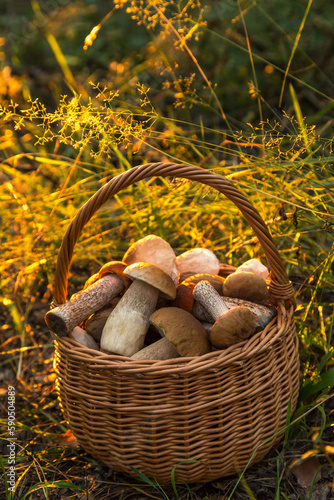 Edible mushrooms porcini in the wicker basket in grass in forest in sunligh close up