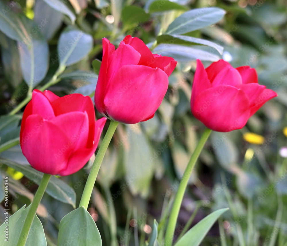 Naklejka premium Tulipani rossi nel giardino
