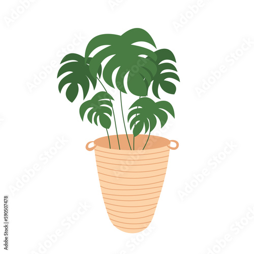 Vector monstera plant in pot isolated. Flat style monstera tree in wicker pot © Александра Кириченко
