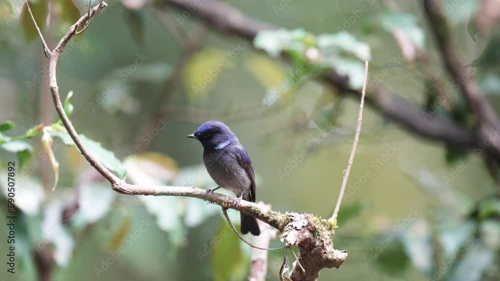 Niltava macgrigoriae male ,Bird watching in forest Niltava macgrigoriae male ,Bird watching in forest
