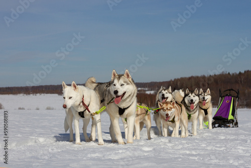 sled dogs in the snow © Анастасия Гусева