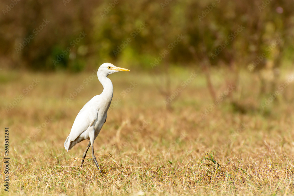 White heron finding victim in a forest bush White heron finding victim in a forest bush
