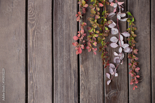 barberry branches on old wooden background