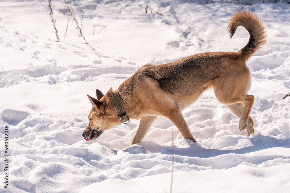 Big red dog playing on a sunny day Big red dog playing on a sunny day