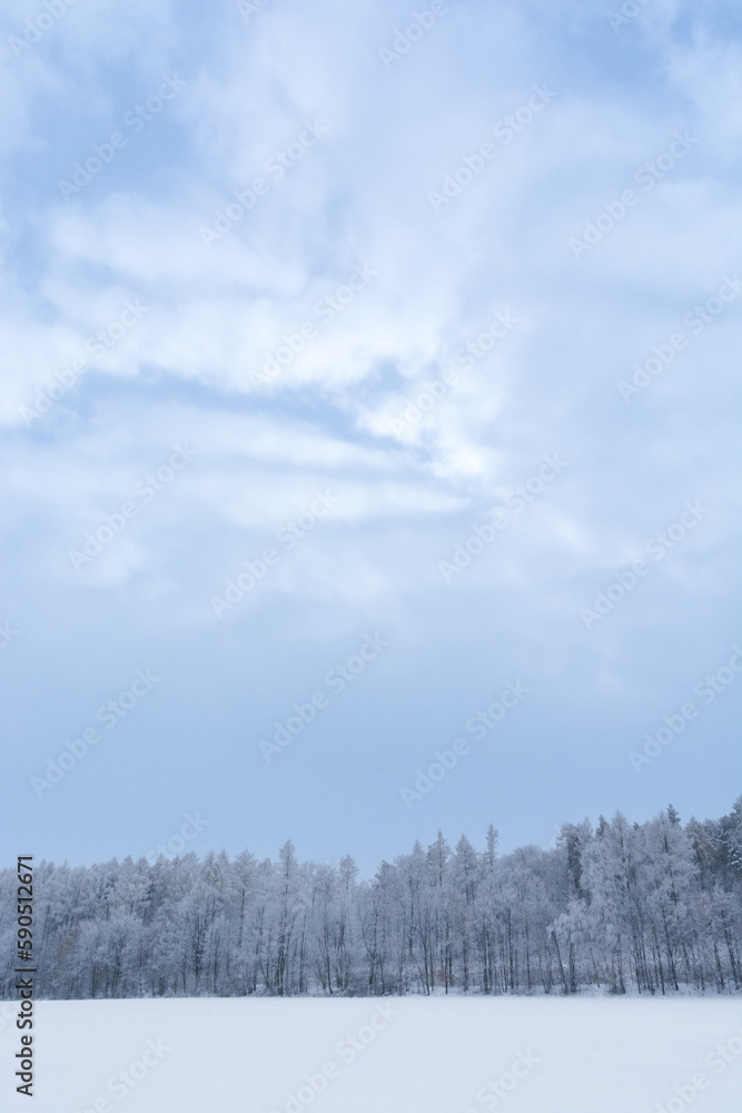 zima, niebo nad lasem, ośnieżone drzewa, śnieg