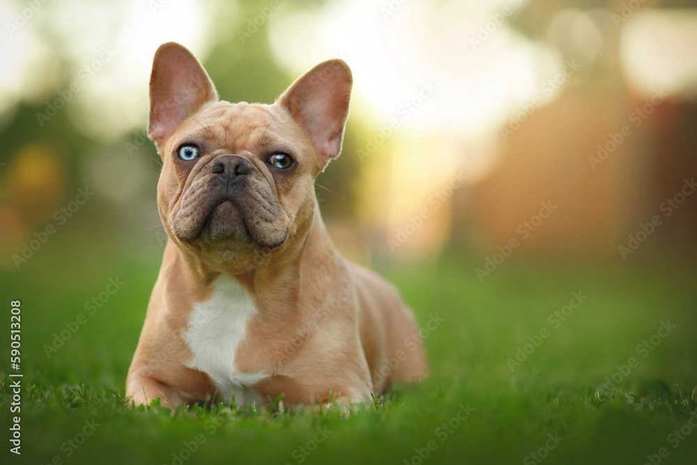 bulldog portrait in the park on green grass