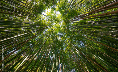 bamboo forest - fresh bamboo background