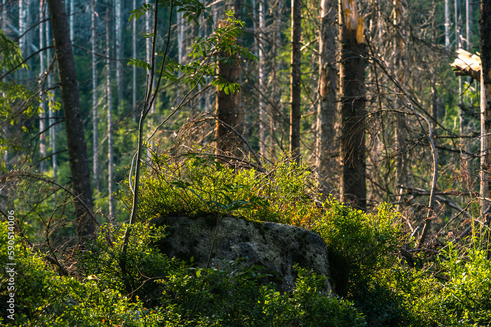 Obraz premium Borowina w TPN