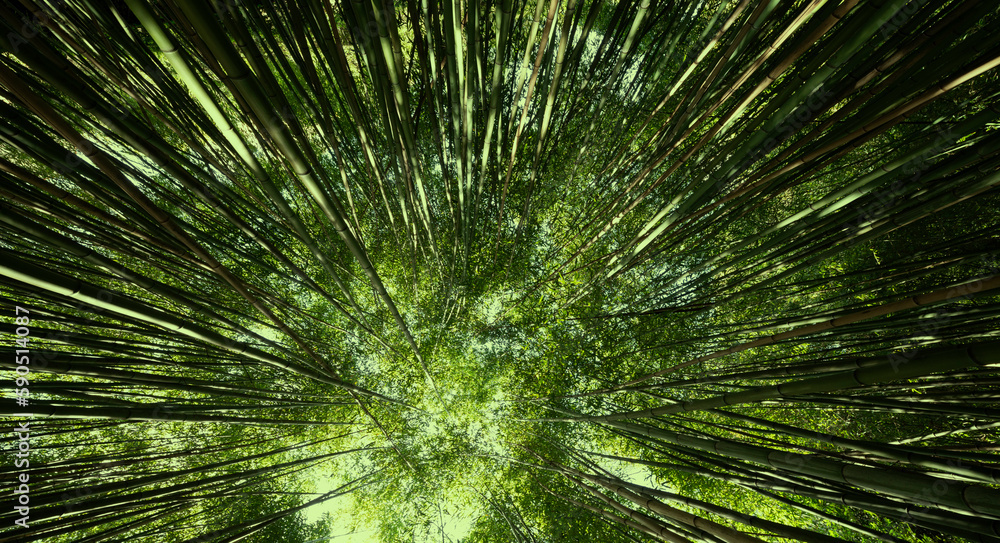 bamboo forest - fresh bamboo background bamboo forest - fresh bamboo background
