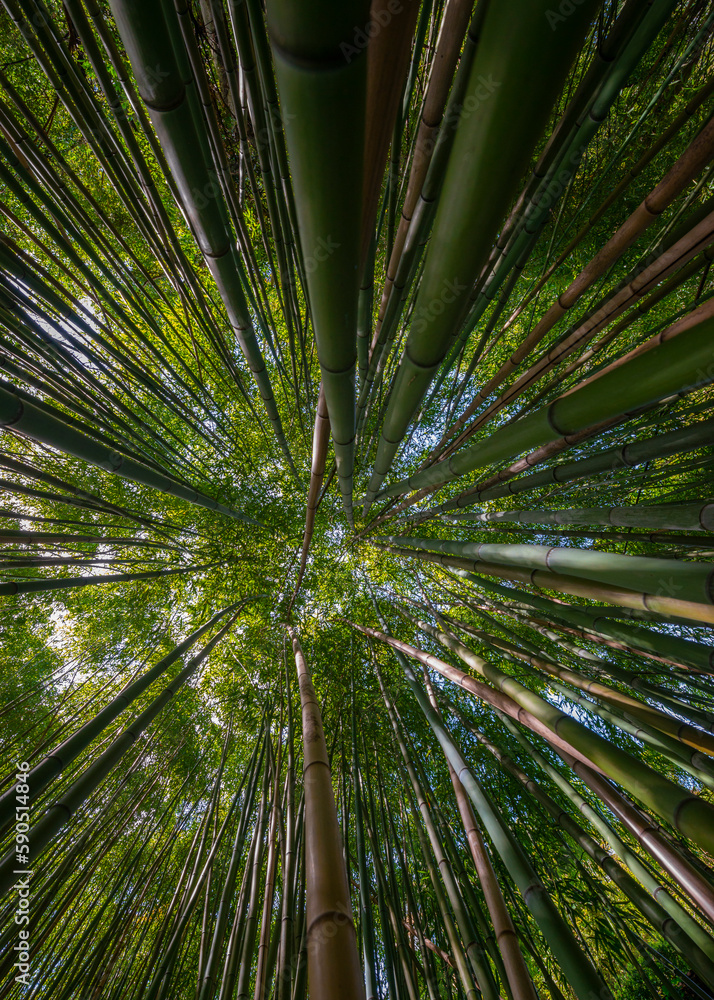 bamboo forest - fresh bamboo background bamboo forest - fresh bamboo background