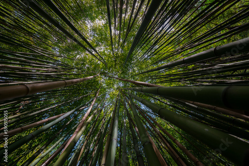 bamboo forest - fresh bamboo background