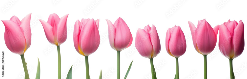 Fototapeta premium Mother day banner. Pink tulips in a row isolated on transparent background. Women' s day, Spring. PNG, Generative AI